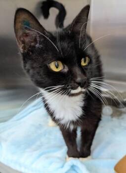Domestic Short Hair Cats Available for Adoption in Hartsville, South Carolina - Becky | PetCurious