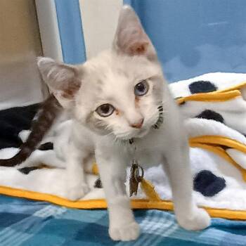 PAISLEY -  Domestic Short Hair Cat for Adoption in St. Louis, Missouri - PAISLEY | PetCurious