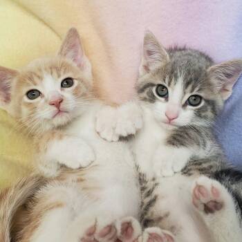 Athos and Porthos -  Domestic Short Hair Cat for Adoption in Marseilles, Illinois - Athos And Porthos | PetCurious