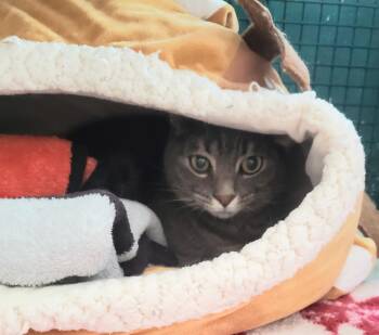 Voltron -  Domestic Short Hair Cat for Adoption in Altoona, Pennsylvania - Voltron | PetCurious