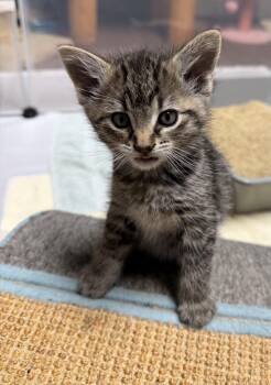 Stevie -  Domestic Short Hair Cat for Adoption in Portland, Oregon - Stevie | PetCurious
