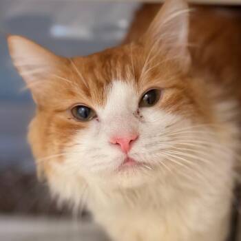 Domestic Medium Hair Cats Available for Adoption in Cumming, Georgia - Kyle | PetCurious