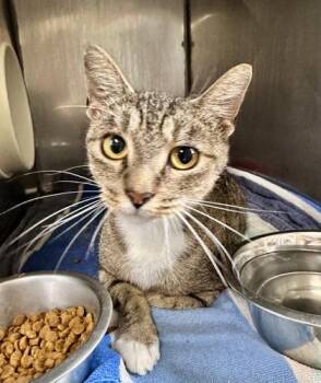 Priscilla -  Domestic Short Hair Cat for Adoption in Athens, Georgia - Priscilla | PetCurious