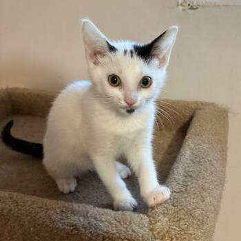 Sparky -  Domestic Short Hair Cat for Adoption in Ottawa, Ontario - Sparky | PetCurious