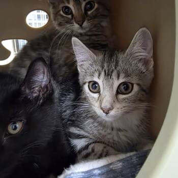 Picnic -  Domestic Short Hair Cat for Adoption in Oshkosh, Wisconsin - Picnic | PetCurious