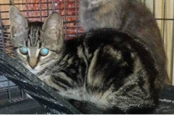 Bronson -  Domestic Short Hair Cat for Adoption in Mustang, Oklahoma - Bronson | PetCurious