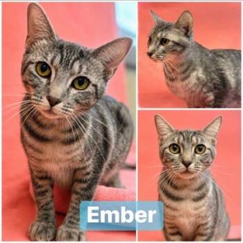 Ember -  Domestic Short Hair Cat for Adoption in Hobart, Indiana - Ember | PetCurious