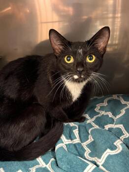 Mary Lou -  Domestic Short Hair Cat for Adoption in Canon City, Colorado - Mary Lou | PetCurious