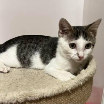 Allo Stewart -  Domestic Short Hair Cat for Adoption in Eagle Mountain, Utah - Allo Stewart | PetCurious