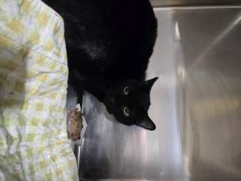 Darby -  Domestic Short Hair Cat for Adoption in Billings, Montana - Darby | PetCurious