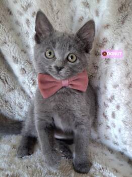 Russian Blue and Domestic Short Hair Cats Available for Adoption in Yorba Linda, California - :::Donut & Sprinkles::: | PetCurious