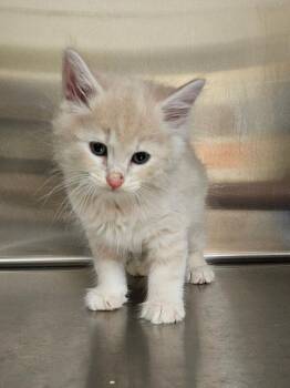 Sparky -  Domestic Short Hair Cat for Adoption in Disputanta, Virginia - Sparky | PetCurious