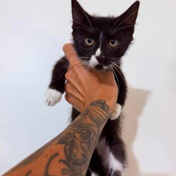 Pongo Crock -  Domestic Short Hair Cat for Adoption in Eagle Mountain, Utah - Pongo Crock | PetCurious