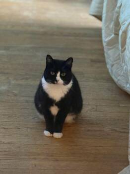 Rescue Tuxedo and Domestic Short Hair Cats for Adoption in Newark, New Jersey - Desi | PetCurious