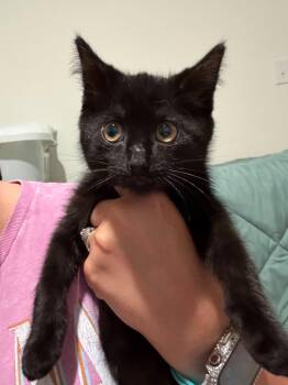 Mavis -  Domestic Short Hair Cat Available for Adoption in Charleston, South Carolina - Mavis | PetCurious