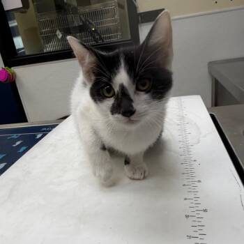 Moonfrye -  Domestic Short Hair Cat for Adoption in Galveston, Texas - Moonfrye | PetCurious