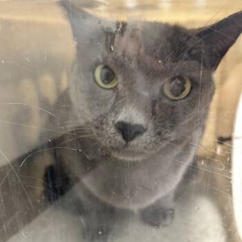 Rescue Domestic Short Hair Cats for Adoption in Philadelphia, Pennsylvania - Early | PetCurious