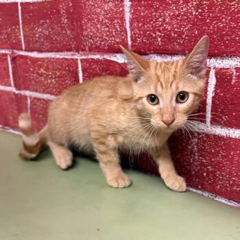 Mezcal -  Domestic Short Hair Cat for Adoption in Laredo, Texas - Mezcal | PetCurious