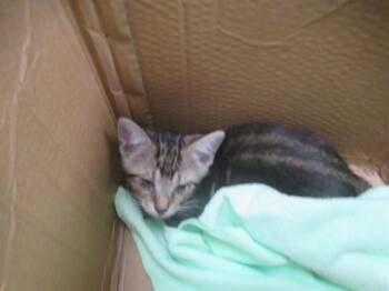 SARPER -  Domestic Short Hair Cat for Adoption in Ocala, Florida - SARPER | PetCurious
