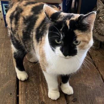 Domestic Short Hair Cats Available for Adoption - Pretty Girl | PetCurious