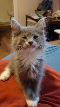 Potato Head -  Domestic Medium Hair Cat for Adoption in Millcreek, Utah - Potato Head | PetCurious