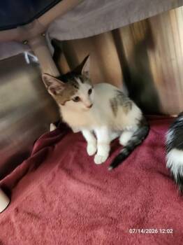 SAMANTHA -  Domestic Short Hair Cat for Adoption - SAMANTHA | PetCurious