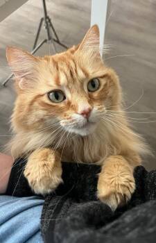Domestic Long Hair Cats Available for Adoption - Shimmer | PetCurious