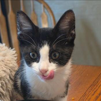 Chile -  Domestic Short Hair Cat for Adoption in Warr Acres, Oklahoma - Chile | PetCurious