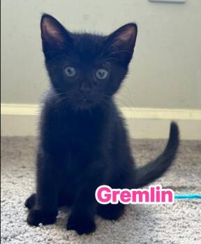 Gremlin -  Domestic Short Hair Cat for Adoption in Carrollton, Virginia - Gremlin | PetCurious