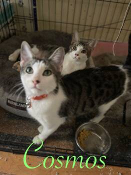 Domestic Short Hair Cats Available for Adoption - Jasper & Cosmos (Bonded Pair) | PetCurious