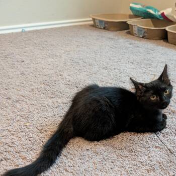 Cooga -  Domestic Medium Hair Cat for Adoption in Liverpool, Texas - Cooga | PetCurious