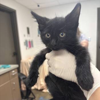 Trent -  Domestic Medium Hair Cat for Adoption in Cleveland, Mississippi - Trent | PetCurious