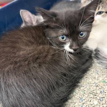 Stitch -  Domestic Short Hair Cat Available for Adoption in Sarasota, Florida - Stitch | PetCurious