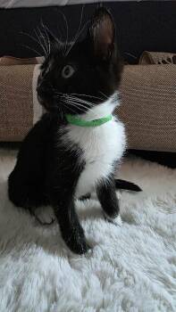 Rescue Domestic Short Hair Cats for Adoption in Beaverton, Oregon - Senor Flan | PetCurious