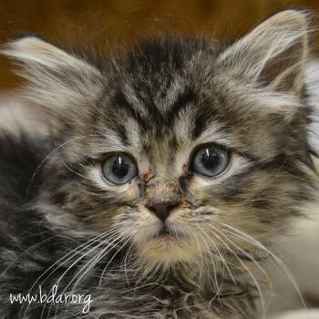 Pumpkin -  Domestic Medium Hair Cat for Adoption in Cheyenne, Wyoming - Pumpkin | PetCurious