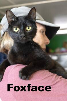 Rescue Domestic Short Hair Cats for Adoption in Macomb, Illinois - Foxface | PetCurious