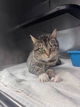 Domestic Short Hair Cats Available for Adoption - Shrimp | PetCurious