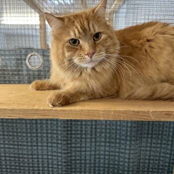Mr Fluffington -  Domestic Long Hair Cat for Adoption in Wappingers Falls, New York - Mr Fluffington | PetCurious