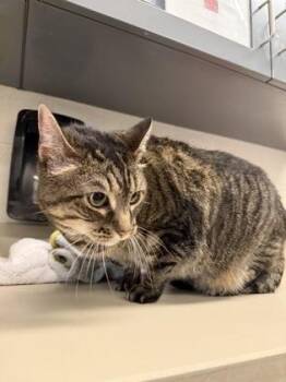 Sol -  Domestic Short Hair Cat for Adoption in Wichita, Kansas - Sol | PetCurious