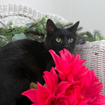 Luke Charlie 56366 -  Domestic Short Hair Cat for Adoption in Eaton Rapids, Michigan - Luke Charlie 56366 | PetCurious