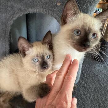 Tim 2 -  Siamese Cat for Adoption in Bulverde, Texas - Tim 2 | PetCurious
