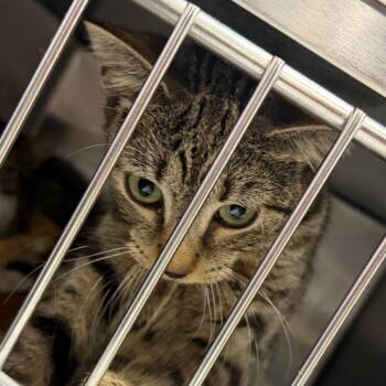 Celeste -  Domestic Short Hair Cat for Adoption in Philadelphia, Pennsylvania - Celeste | PetCurious