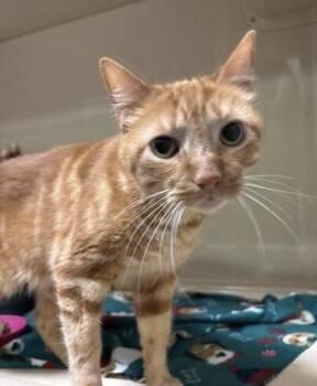 Garth Brooks (Garth 2) -  Domestic Short Hair Cat for Adoption in Elyria, Ohio - Garth Brooks (Garth 2) | PetCurious