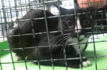 A2092507 -  Domestic Short Hair Cat for Adoption in Houston, Texas - A2092507 | PetCurious