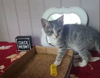 Rescue Domestic Short Hair Cats for Adoption in Russellville, Kentucky - Chai | PetCurious