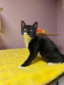 Lucino -  Domestic Short Hair Cat Available for Adoption in Freeport, New York - Lucino | PetCurious