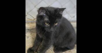 Blake Shelton -  Domestic Medium Hair Cat for Adoption in Mishawaka, Indiana - Blake Shelton | PetCurious