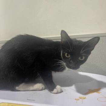 Momma Jo -  Domestic Short Hair Cat for Adoption in Tampa, Florida - Momma Jo | PetCurious