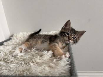 Domestic Medium Hair Cats Available for Adoption in Candler, North Carolina - Flossie | PetCurious