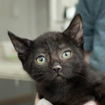 Teddy -  Domestic Short Hair Cat for Adoption in Middletown, Rhode Island - Teddy | PetCurious
